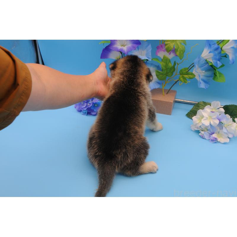販売中の岡山県のミックス犬-399888の4枚目